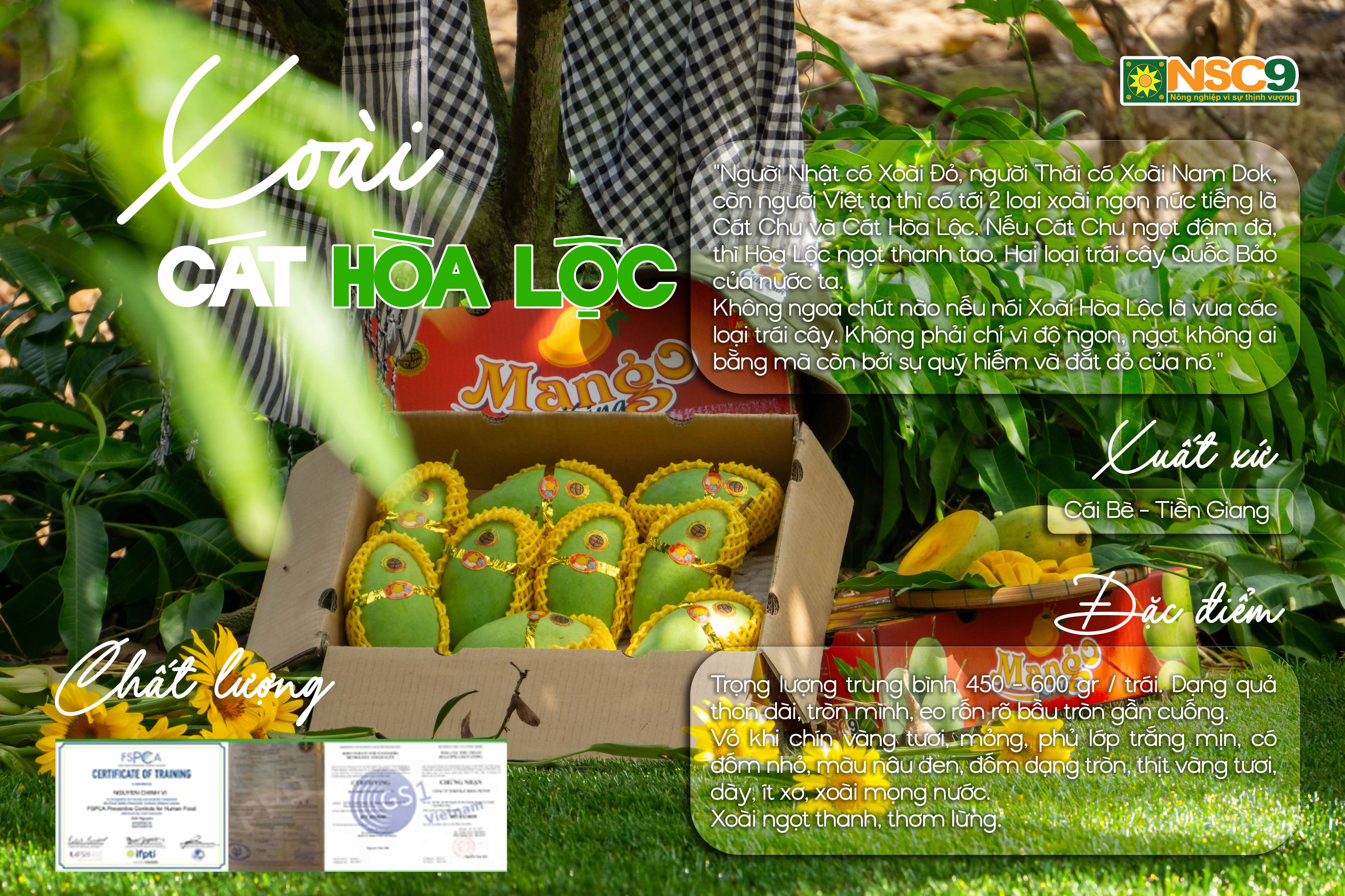 Xoài Cát Hòa Lộc