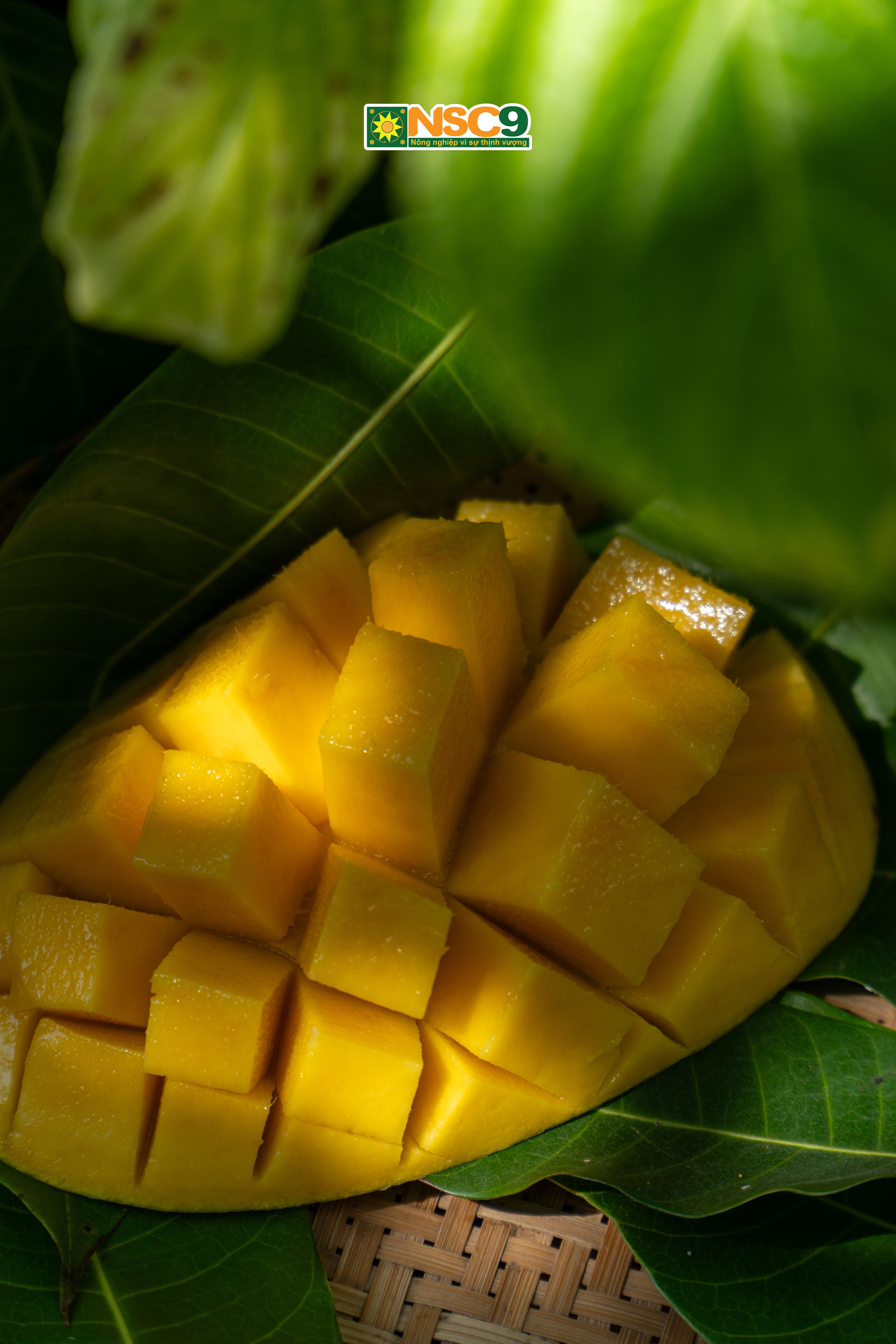 Xoài Cát Hòa Lộc